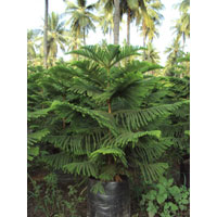 Ornamental Palm