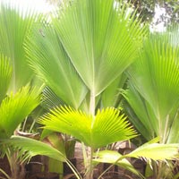 Pichodia Grandis Palm Plant