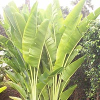Ravenala Madagascariensis Plant