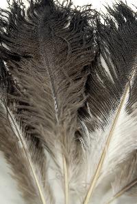 Ostrich Feather