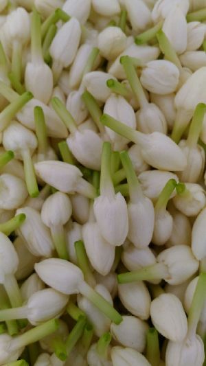 fresh jasmine(madurai orgin)