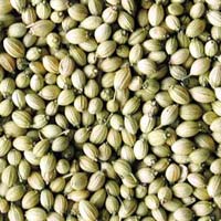 coriander seeds