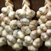 fresh garlic