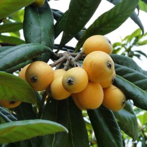 Loquat Leaf Extract
