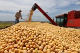 Soybean Gmo