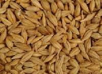 Barley Seeds
