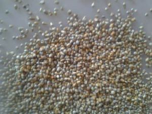 Green Pearl Millet