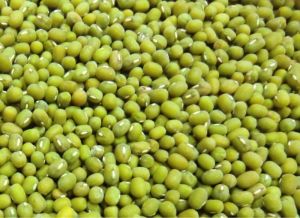 New Crop Green Mung Bean