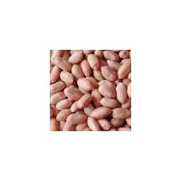 groundnut