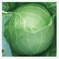 Fresh Cabbages