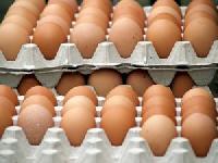 Fresh Brown Chicken Egg