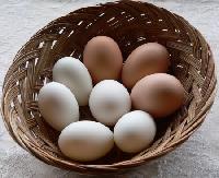 Fresh Chicken Eggs