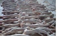 Frozen Processed Chicken Feet