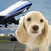 Pet Shipping Services