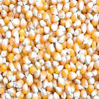 yellow maize seeds