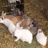 Breeding Rabbits