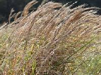 french broom grass