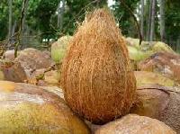 Coconut