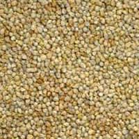 Green Millet Seeds