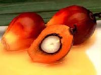 palm oil