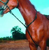 horse martingale