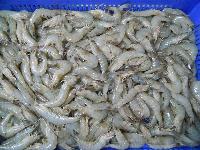 Frozen Vannamei Shrimps