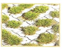 Grass Pavers