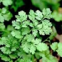 fresh coriander leaves