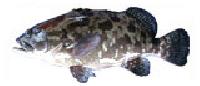 Camouflage Grouper fish