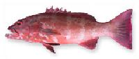 Coral Trout Grouper fish