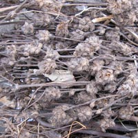 Mullein Flower Extract