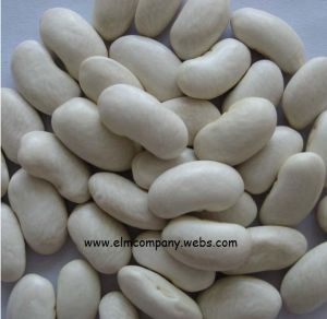 white kidney beans white kidney beans