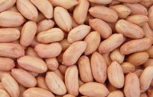groundnut groundnut