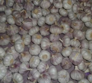 Garlic,  Note : Price Plus GST