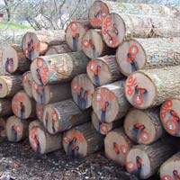 Red Oak Wood Logs