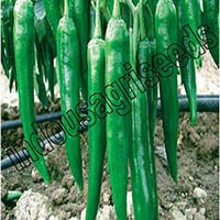 Indo Us Ring Long F1 Chili Pepper Hybrid Seeds