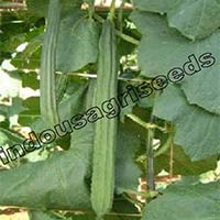 Indo Us 216 Ridge gourd F1 hybrid seeds