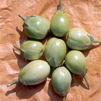 Indo Us Greenball Brinjal F1 Hybrid Seeds