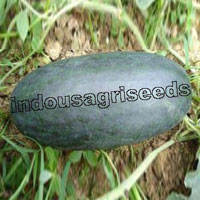 Indo Us Kareena Watermelon F1 Hybrid Seeds