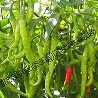 Indo Us Meera OP hybrid chilli seeds