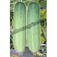 Indo Us Megha F1 Cucumber Hybrid Seeds