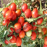 Indo Us Rajshakti Tomato F1 Hybrid Seeds