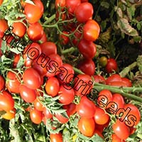 Indo Us Red Beauty Tomato F1 Hybrid Seeds
