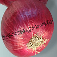 Indo Us Richland Onion F1 Hybrid Seeds