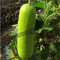Indo Us Richman Bottle Gourd F1 Hybrid Seeds