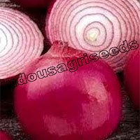 Red Onion F1 Hybrid Seeds