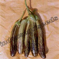 Indo Us Shivlaheri Brinjal F1 Hybrid Seeds