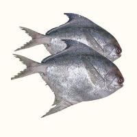 Black Pomfret