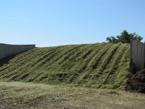 Corn Silage