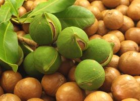 macadamia nuts